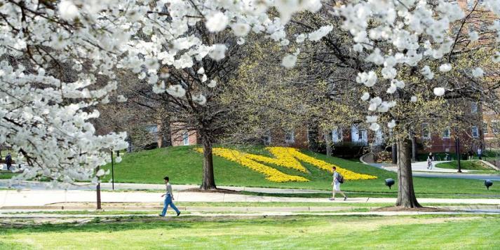 Students walking through campus with white flowers in foreground