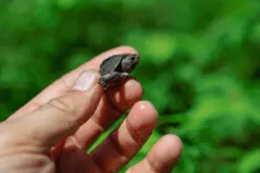 Baby terrapin