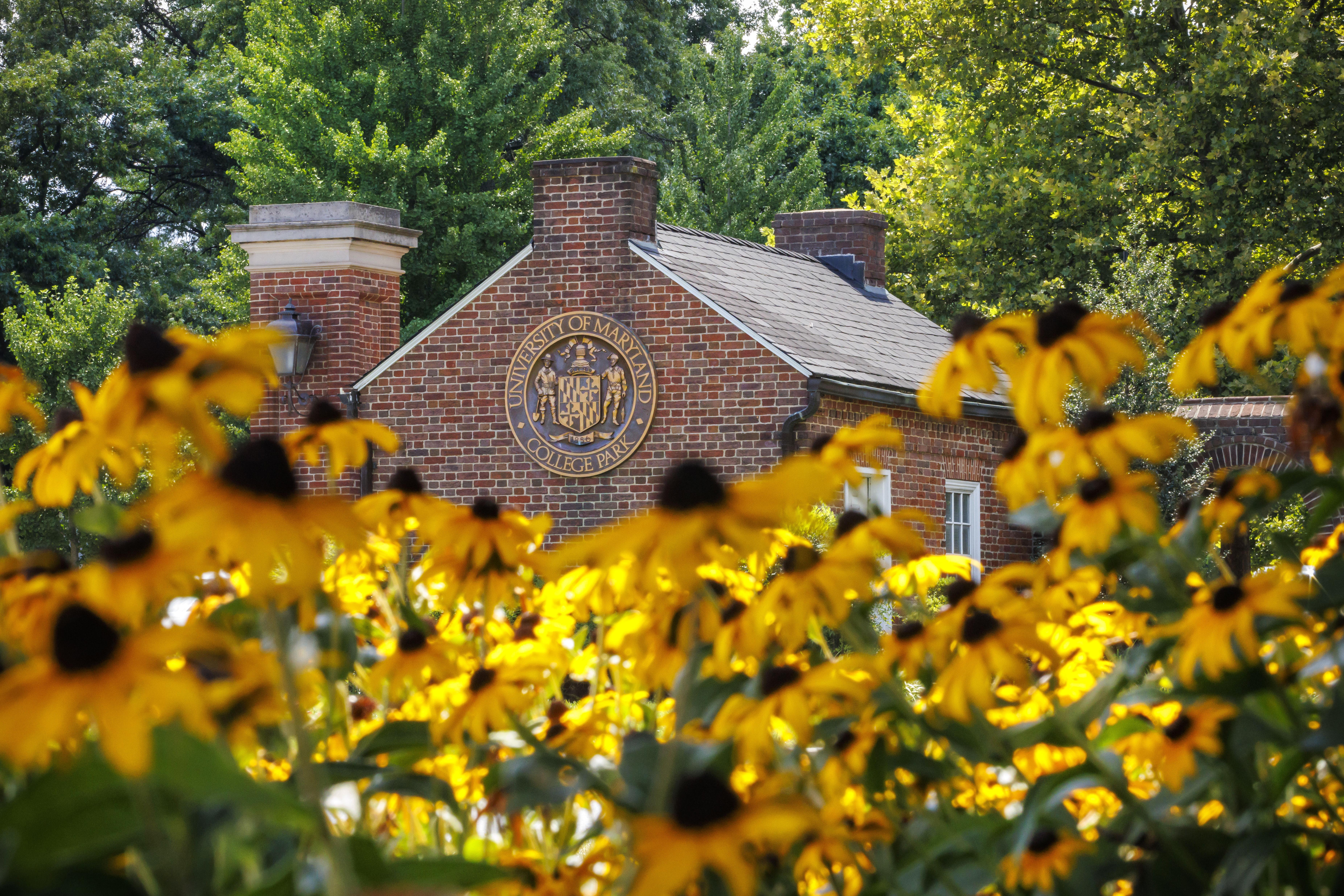 Black-eyed Susan by the UMD Founder's Gate.