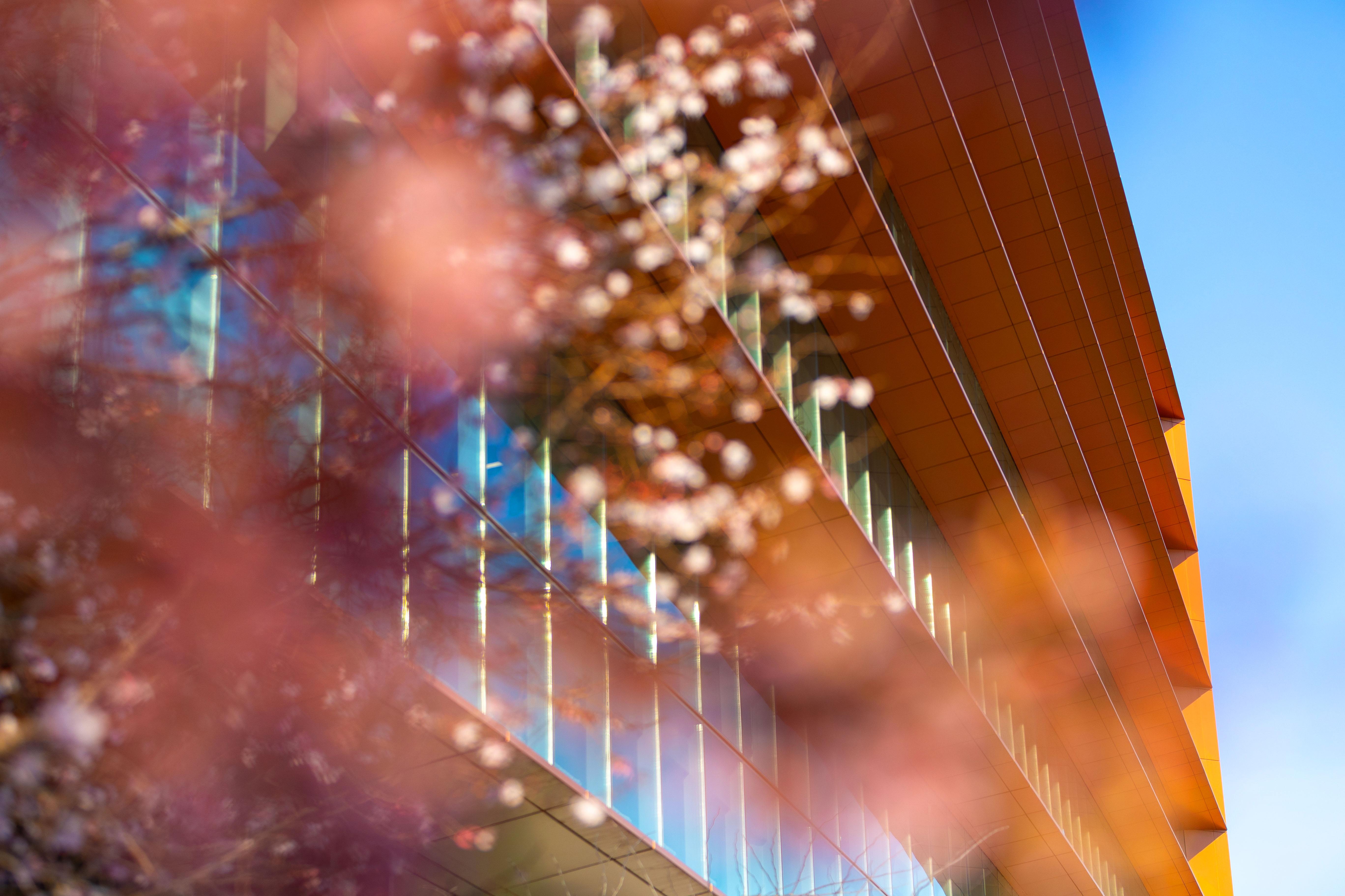 Cherry blossoms at the Brendan Iribe Center.